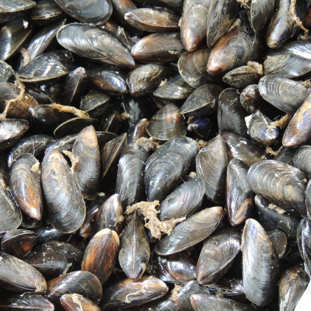 "Mussel" stock image