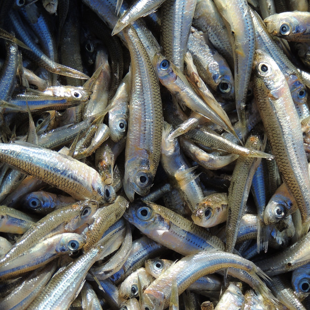 "Small fish for frying" stock image