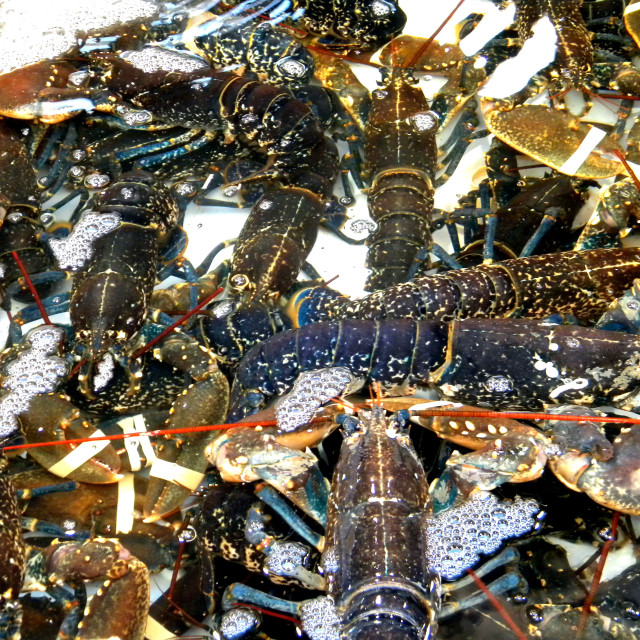 "American lobster" by Amit Mendelsohn - £50.00 "American lobster" stock image