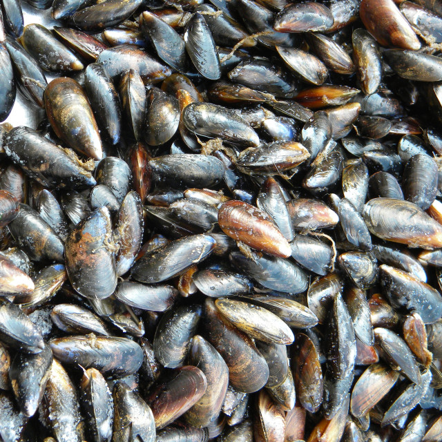 "Mussel" stock image