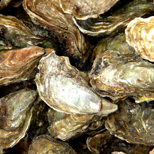 "Oysters" by Amit Mendelsohn - £50.00 "Oysters" stock image