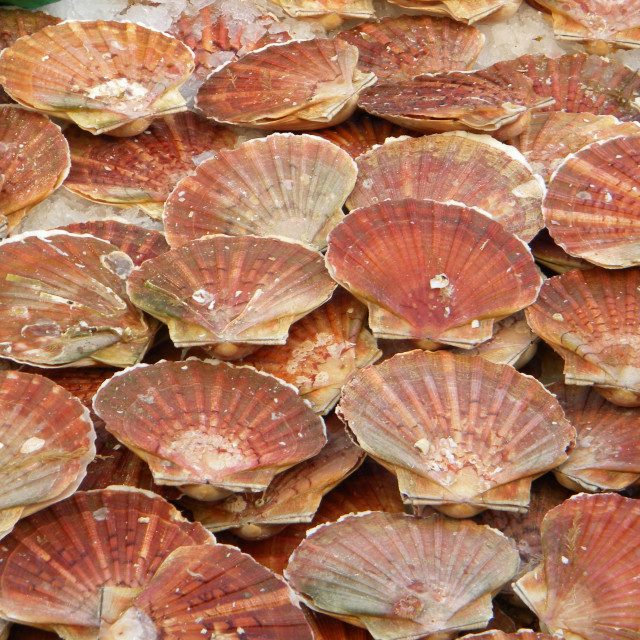 "Queen scallop" stock image