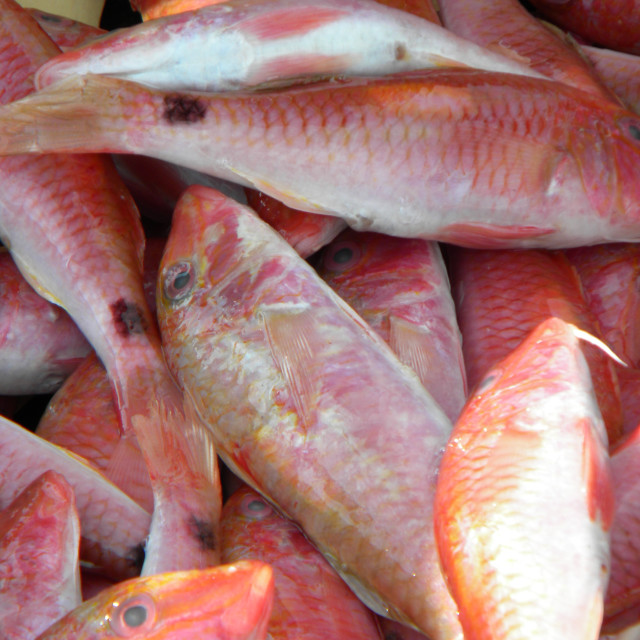 "striped red mullet" by Amit Mendelsohn - £50.00 "striped red mullet" stock image