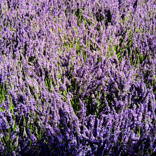 "Lavender field" by Amit Mendelsohn - £50.00 "Lavender field" stock image