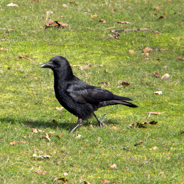 "A crow" stock image