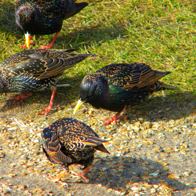 "Starlings in real size and colours" by Amit Mendelsohn - £50.00 "Starlings in real size and colours" stock image