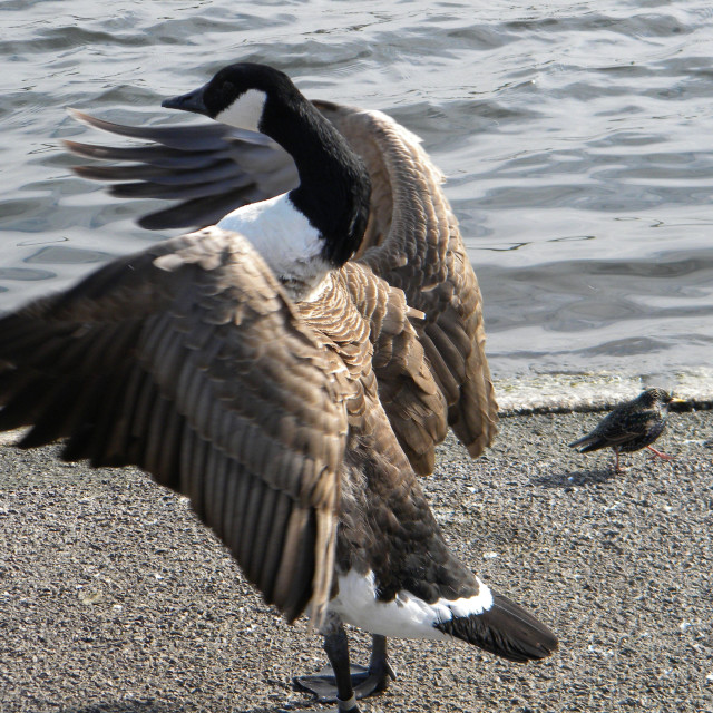"A duck about to take off" by Amit Mendelsohn - £50.00 "A duck about to take off" stock image
