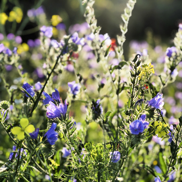 "flowering strips for insects" stock image