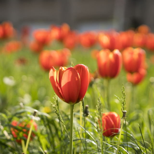 "Flowering Tulips" stock image