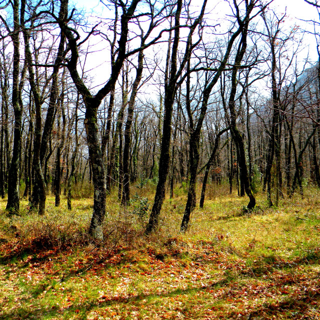 "Burnt Woods" stock image