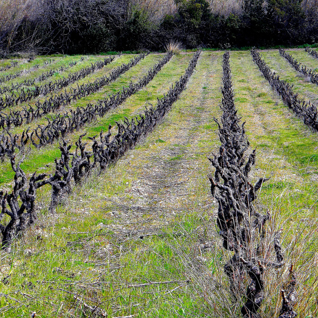 "Vine yard" by Amit Mendelsohn - £50.00 "Vine yard" stock image