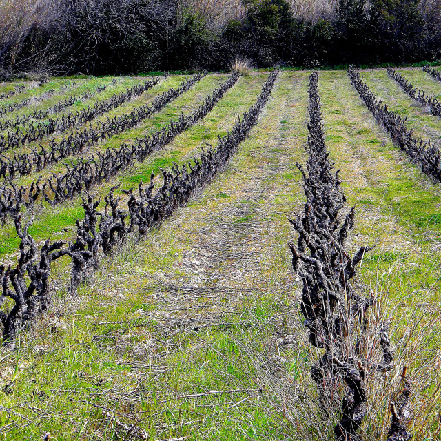 "Vine yard" stock image