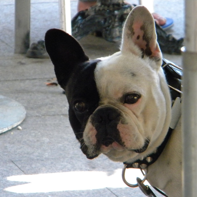 "French bulldog" by Amit Mendelsohn - £50.00 "French bulldog" stock image