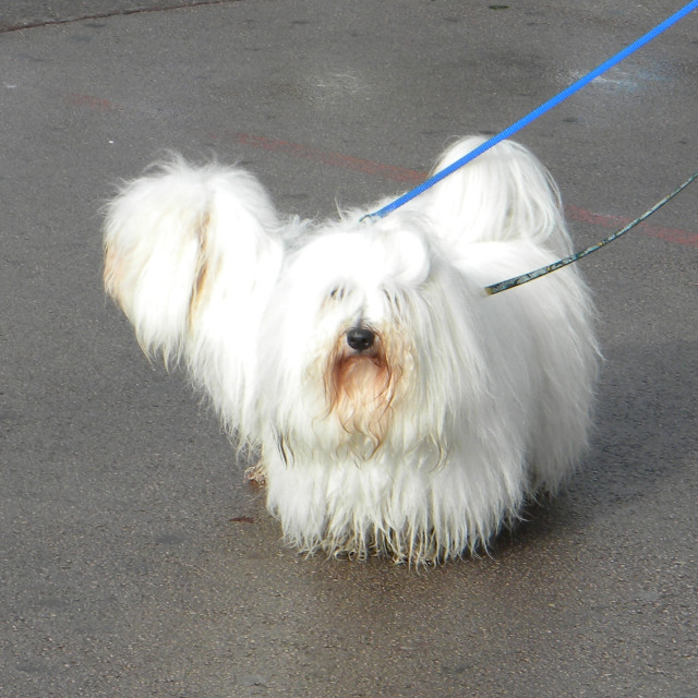 "A mop with face" stock image