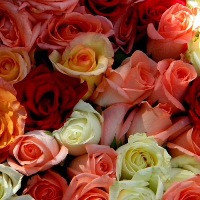 "Roses" by Amit Mendelsohn - £50.00 "Roses" stock image