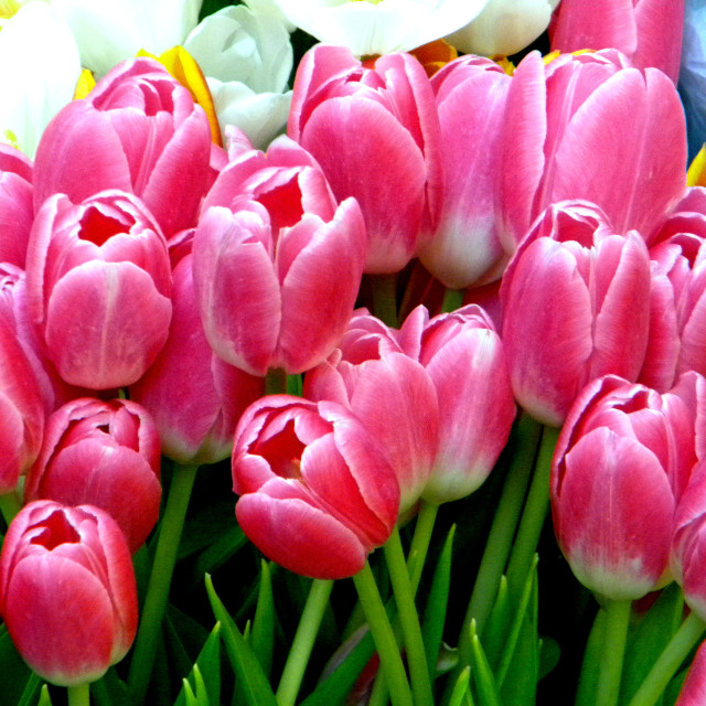 "Tulips" by Amit Mendelsohn - £50.00 "Tulips" stock image