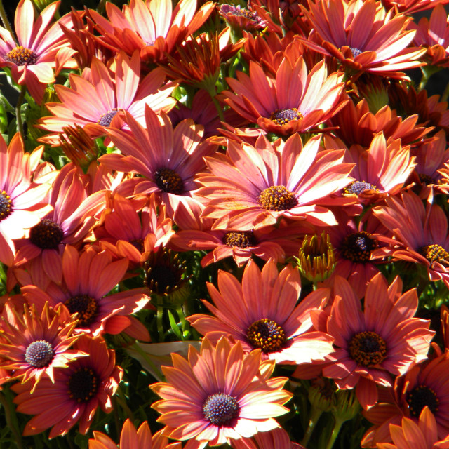 "Cape marguerite" by Amit Mendelsohn - £50.00 "Cape marguerite" stock image