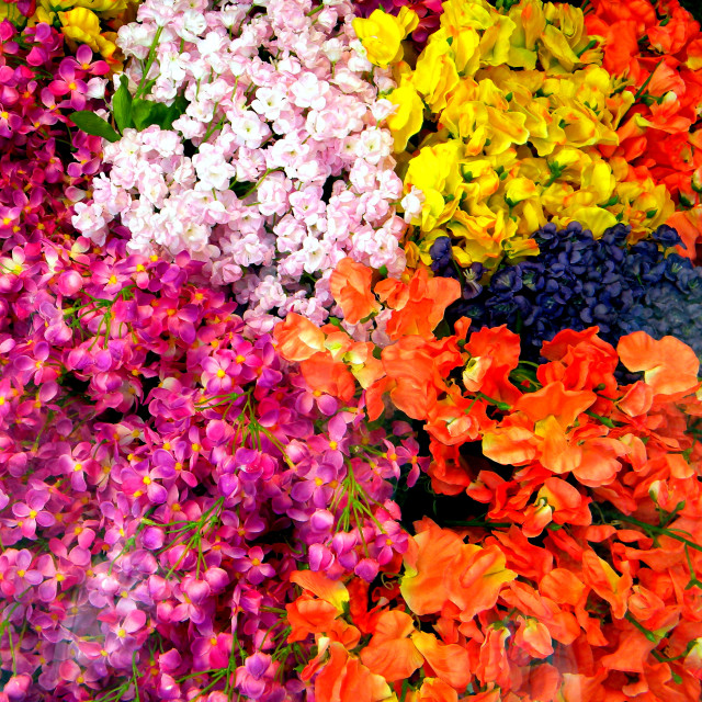 "Schizanthus" by Amit Mendelsohn - £50.00 "Schizanthus" stock image