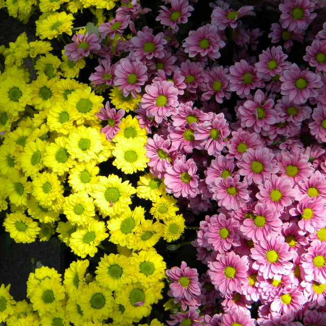 "Chrysanthemum" by Amit Mendelsohn - £50.00 "Chrysanthemum" stock image