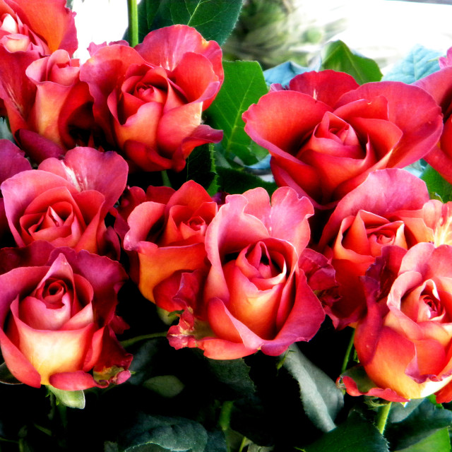 "Roses" by Amit Mendelsohn - £50.00 "Roses" stock image
