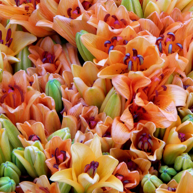 "Orange Lily" by Amit Mendelsohn - £50.00 "Orange Lily" stock image