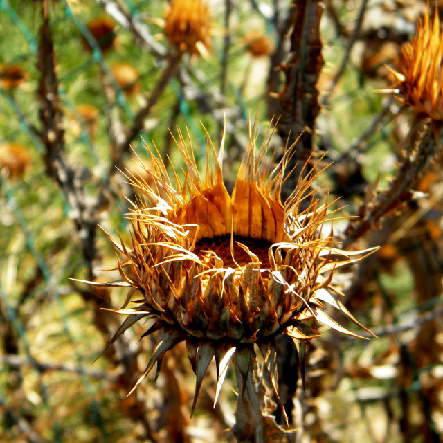 "A dried thorn" stock image