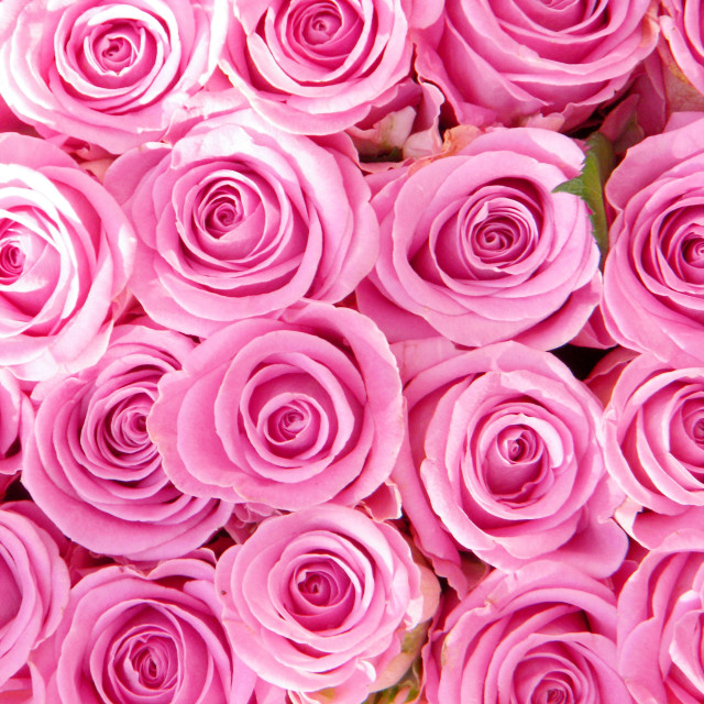 "Roses" stock image