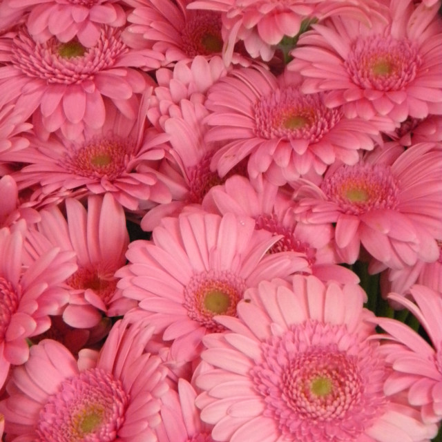 "Transvaal daisy" by Amit Mendelsohn - £50.00 "Transvaal daisy" stock image