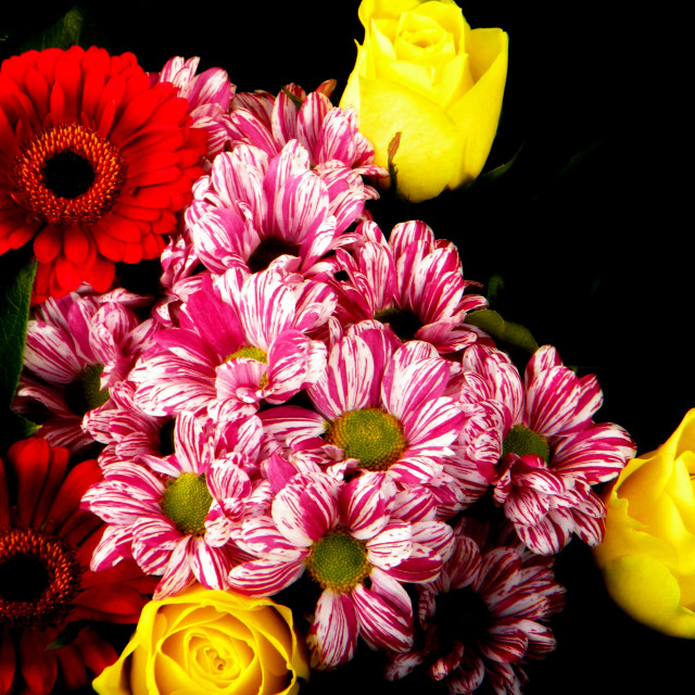 "Chrysanthemum and roses" stock image