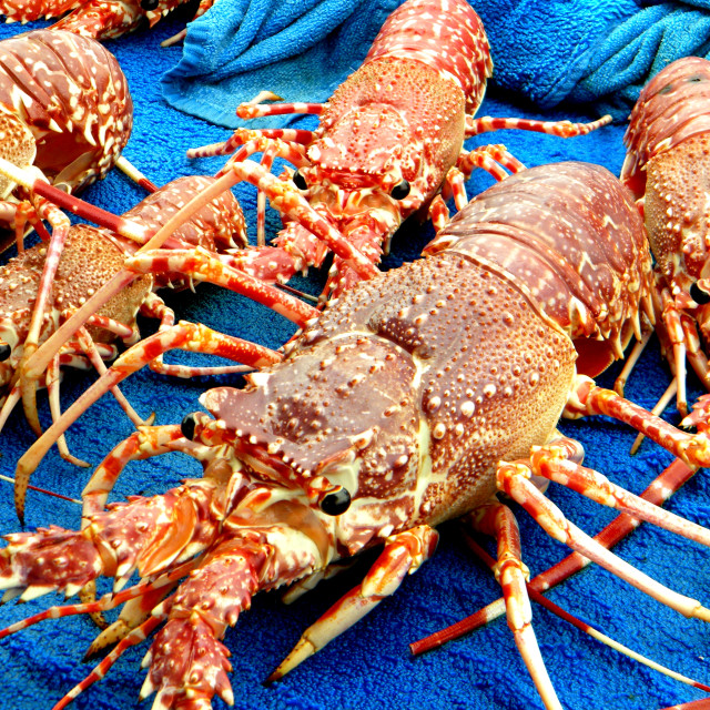 "Lobster" by Amit Mendelsohn - £50.00 "Lobster" stock image