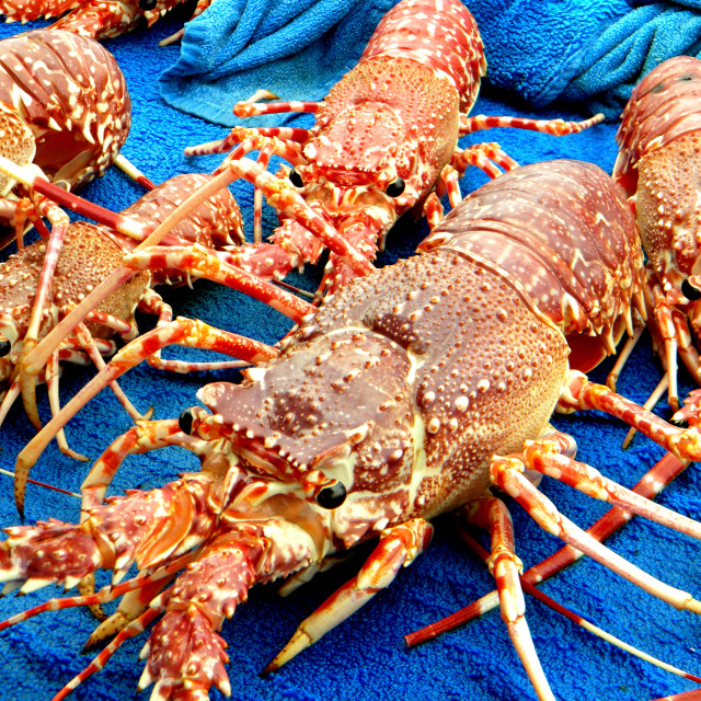 "Lobster" stock image