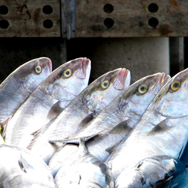 "ready to be cooked" stock image