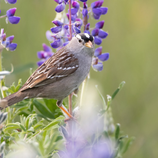 "White Crowned Sparrow in Lupine" stock image