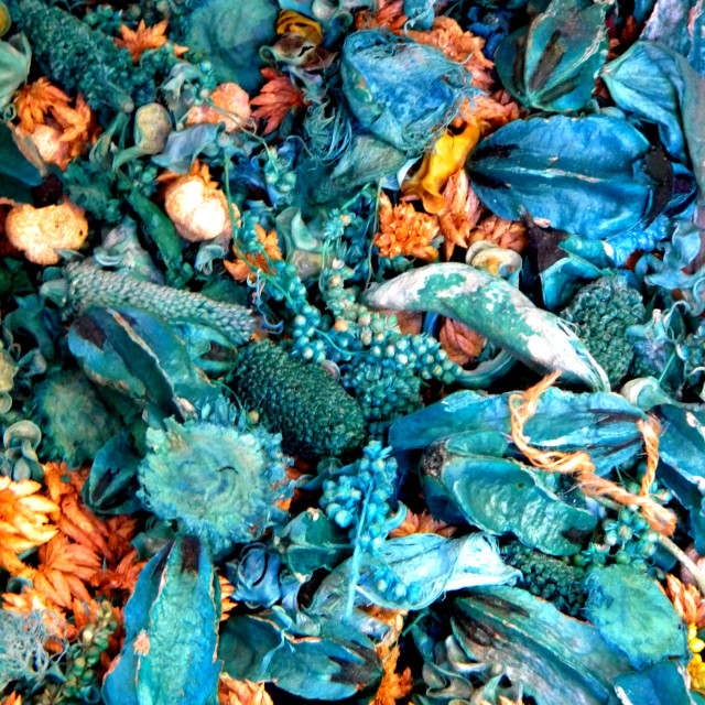 "Dried flower mix" by Amit Mendelsohn - £50.00 "Dried flower mix" stock image