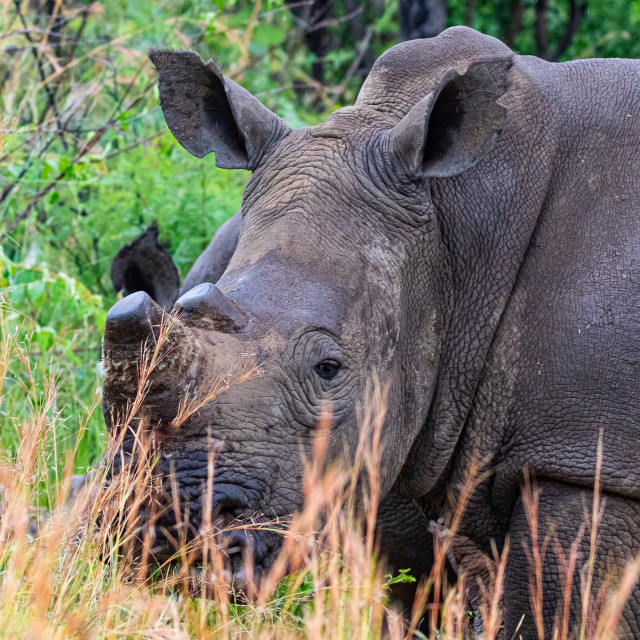 "Black Rhino" by Russell Waite Photography - $26.93 "Black Rhino" stock image
