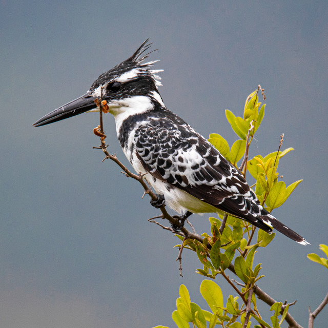 "Pyed kingfisher 1" stock image