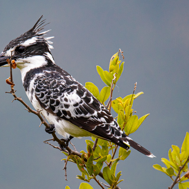 "Pyed Kingfisher 2" stock image