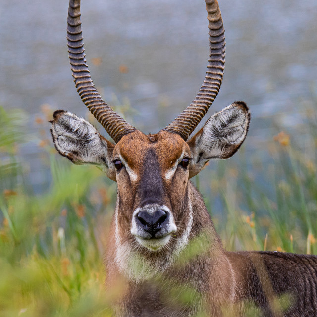 "WaterBuck 1" by Russell Waite Photography - $26.93 "WaterBuck 1" stock image