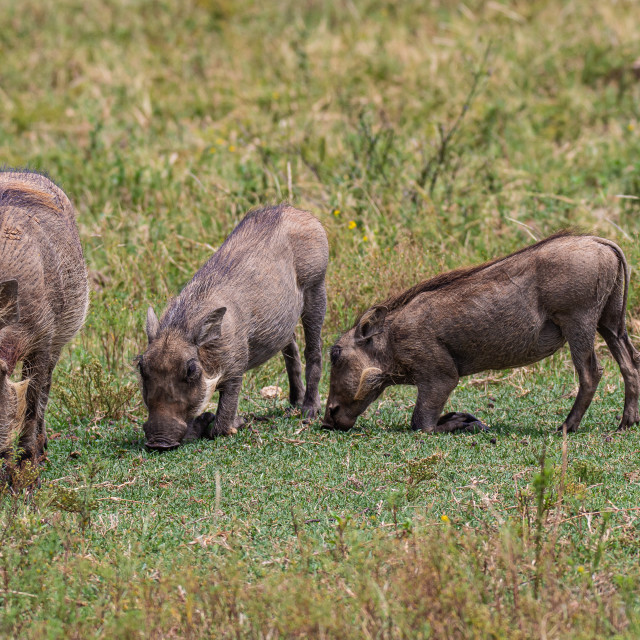 "Family Of Wart Hogs" by Russell Waite Photography - $26.93 "Family Of Wart Hogs" stock image