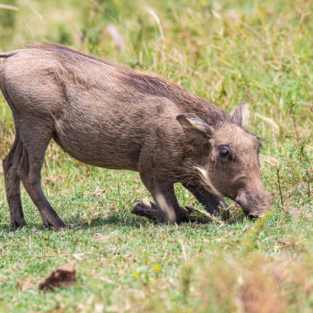 "Single Wart Hog" by Russell Waite Photography - $26.93 "Single Wart Hog" stock image