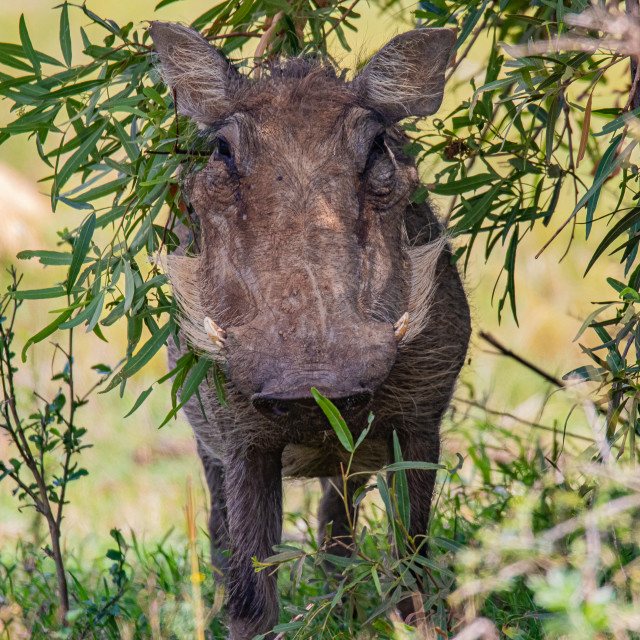 "Wild Wart Hog" by Russell Waite Photography - $26.93 "Wild Wart Hog" stock image