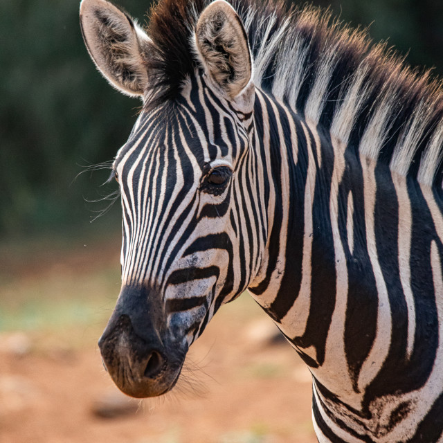 "Wild Zebra 1" by Russell Waite Photography - $26.93 "Wild Zebra 1" stock image