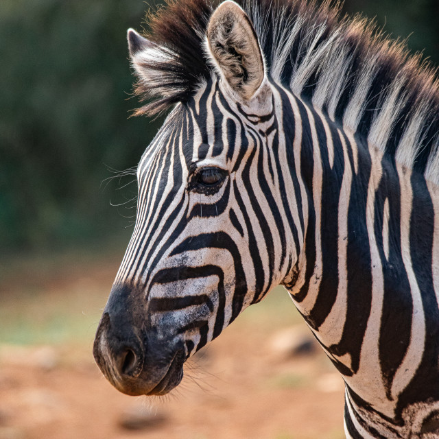 "Wild Zebra 2" by Russell Waite Photography - $26.93 "Wild Zebra 2" stock image
