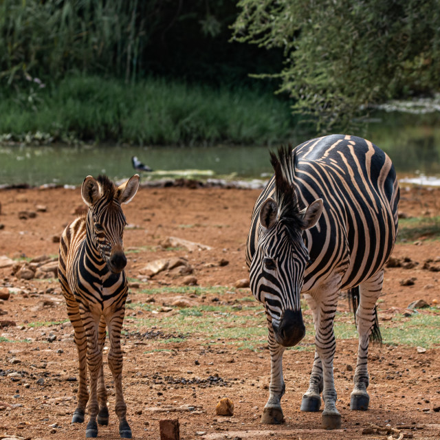 "Zebra - Mother & Foal" by Russell Waite Photography - $26.93 "Zebra - Mother & Foal" stock image