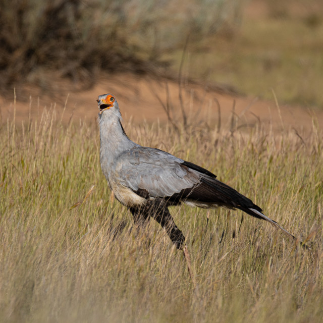 "Secretary Bird" stock image