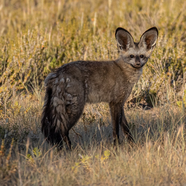 "Bat Eared Fox" by Russell Waite Photography - $26.93 "Bat Eared Fox" stock image