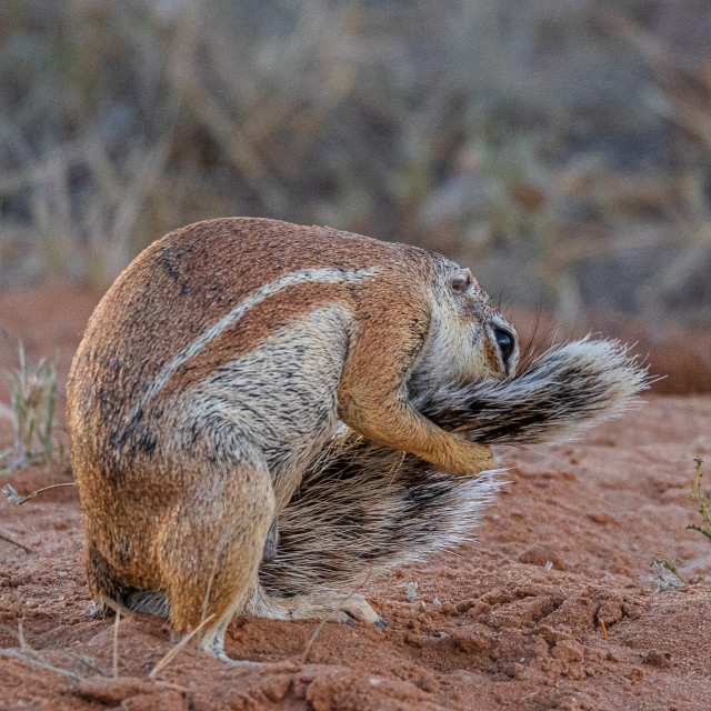 "Ground Squirrel 2" by Russell Waite Photography - $26.93 "Ground Squirrel 2" stock image