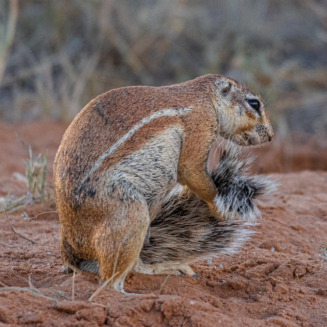 "Ground Squirrel 1" by Russell Waite Photography - $26.93 "Ground Squirrel 1" stock image