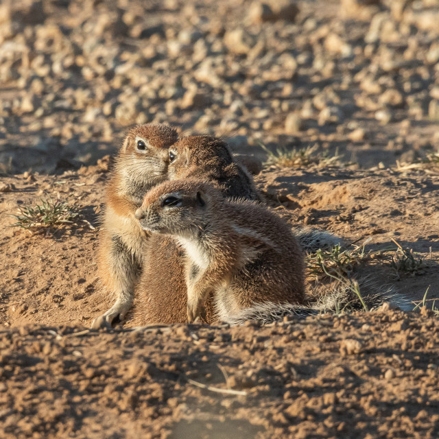 "Baby Ground Squirrels 1" by Russell Waite Photography - $26.93 "Baby Ground Squirrels 1" stock image