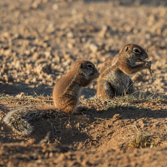 "baby Ground Squirrels 2" by Russell Waite Photography - $26.93 "baby Ground Squirrels 2" stock image